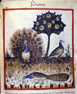 Pavos reales representados en “Tacuinum sanitatis”. de Unknown artist