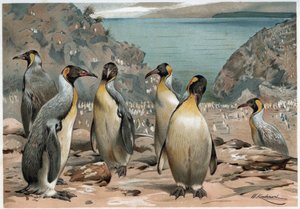 Pingüinos - en 