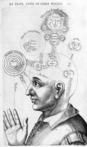 Imagen de fisionomía (frenología) de Collectio Operum de Robert Fludd (Robertus de Fluctibus). Londres 1617 de Unknown artist