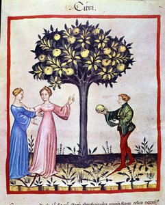 Recolección de cidra, fruto del cidro. Iluminación del libro de medicina y dietética “Tacuinum sanitatis” de Unknown artist