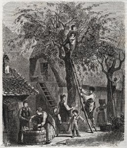 Recolección de cerezas - grabado de 1860 de Unknown artist