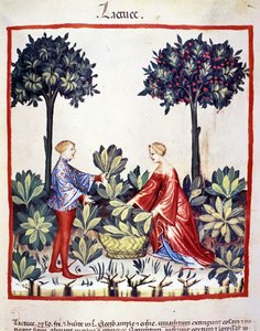 Recolección de lechuga. Iluminación del 