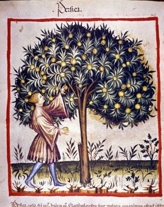 Recolección de la pesca. Iluminación del libro de medicina y dietética "Tacuinum sanitatis" de Unknown artist