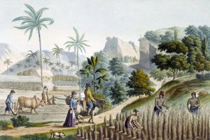 Pillando y plantando arroz en la Isla de Guam (Micronesia) de Unknown artist