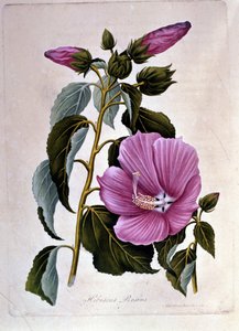 Hibisco rosa. Tabla botánica. Grabado. de Unknown artist