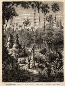 Plantación de palmeras borassus en Laos y recolección de vino de palma, que no es otra cosa que la savia del árbol incisa, el líquido se recoge en un bambú, y el tronco se transforma en una verdadera escala, mediante pequeñas tiras de ratán, en las que la