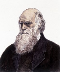 Retrato de Charles Robert Darwin, naturalista británico (1809-1882) de Unknown artist