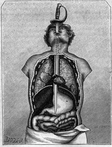 Posición ocupada por la hoja en el cuerpo de una golondrina. Grabado en “La Nature: revue des sciences et de leurs aplicaciones aux arts et a l