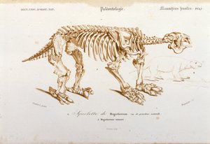 Prehistoria: esqueleto de megaterio (perezoso terrestre de la familia de los elefantes) mamífero fósil. Placa de paleontología tomada de “Dictionnaire universel d