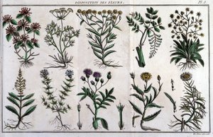 Provisiones de flores: en “Flora Françoise, o una breve descripción de todas las plantas que crecen naturalmente en Francia, arregladas según un nuevo método de análisis al que adjuntamos la cita de sus virtudes menos equívocas en medicina y su utilidad en