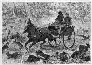 Superpoblación de conejos en Australia: el coche del Sr. Williamson pasando por un grupo de conejos. Grabado en “La Nature: revue des sciences et de leurs applications aux arts et a l