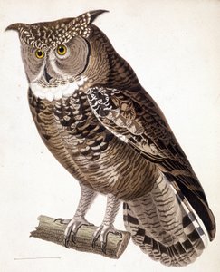 Rapaz: búho africano. Grabado del siglo XIX de Unknown artist