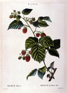 Frambuesa y fruta: lámina botánica del siglo XIX. de Unknown artist