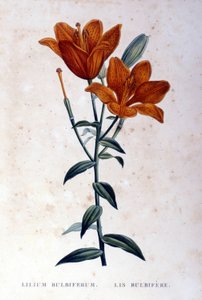 Lirio bulboso rojo. Grabado del siglo XIX.
