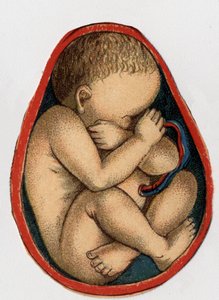 Representación de un útero con embarazo. “La nueva medicación natural” de F.E. Bilz. 1898