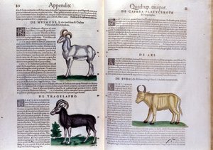 Representación de ovejas, búfalos... - en Historia Animalium de Conrad Gesner (1516 - 1565), Tiguri de Unknown artist