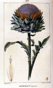 Representación de la alcachofa común. Lámina botánica del siglo XIX.