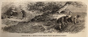 Cultivo de arroz: cosecha en octubre, los tallos se reúnen en manojos. Grabado para ilustrar el viaje a Japón en 1863-1864, por Aime Humbert, ministro de la Confederación Suiza, en “Le tour du monde, nouveau journal des voyages”, publicado bajo la direcció