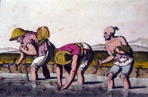 Cultivo de arroz en China. Estampa del siglo XIX. de Unknown artist