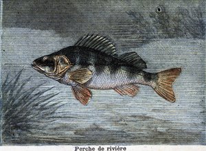 Perca de río. Grabado de 1897