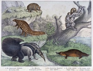 Roedor: Tatú, perezoso, hormiga - en “Historias naturales de mamíferos”, ed. Schreiber de Unknown artist