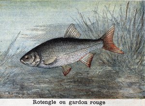 Rotengle o cucaracha roja Grabado de 1898 de Unknown artist