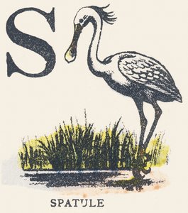 S: espátula