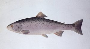 Trucha salmón - Lámina de historia natural de Unknown artist