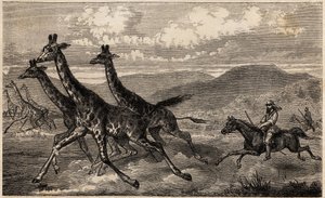 Samuel W. Baker cazando jirafas en África Central en la región del Alto Nilo de Unknown artist