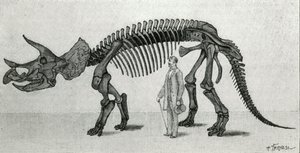 Esqueleto de un Triceratops prorsus de Unknown artist