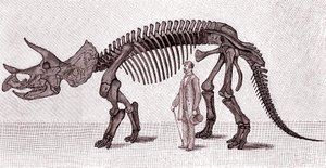 Esqueleto de un Triceratops prorsus de Unknown artist