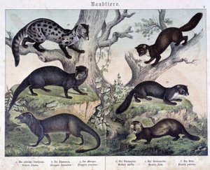 Pequeños caruasiers - en "Histoires naturelles des mammals", ed. Schreiber