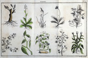 Tallos: en “Flora Françoise, o una breve descripción de todas las plantas que crecen naturalmente en Francia, dispuestas según un nuevo método de análisis con la cita de sus virtudes menos equívocas en medicina y su utilidad en las artes” por J