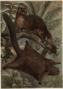 Taguan (Ardilla voladora) (familia Sciuridae) - Ardilla (ardilla voladora) - grabado de "La vida de los animales" de Alfred Edmund Brehm (1829-1884) de Unknown artist