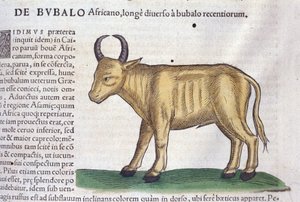 El búfalo africano de Historiae animalium por Konrad Gesner, Tiguri de Unknown artist