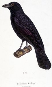 El cuervo Corbine - lámina de historia natural