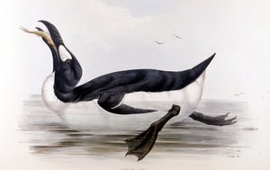 El pingüino gigante (Alca Impennis) - en "Los pájaros de Europa" por John Gould, Londres. de Unknown artist