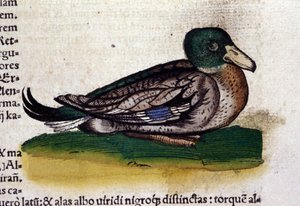 El Harle en Historia Animalium de Conrad Gesner (1516 - 1565), Tiguri de Unknown artist