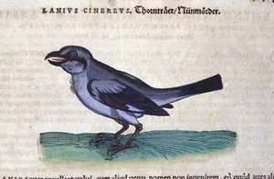 El Alcaudón en Historia Animalium de Conrad Gesner (1516-1565), Tiguri