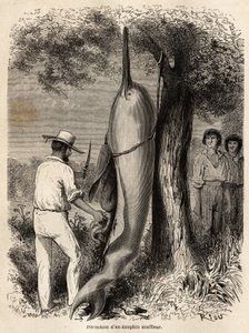 La disección del autor de un delfín soplador (delfín de agua dulce) observada por dos indios Cocama de Perú, que arponearon al animal. Grabado para ilustrar el viaje del Océano Pacífico al Océano Atlántico, a través de América del Sur, en 1848-1860 por Pau