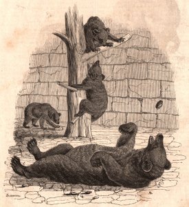 El foso de osos del Museo de Historia Natural: oso en la espalda agarrando un trozo de carne, dos osos jugando en un árbol y otro comiendo de Unknown