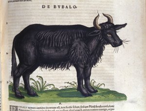 El búfalo según Historiae animalium de Konrad Gesner, Tiguri de Unknown artist