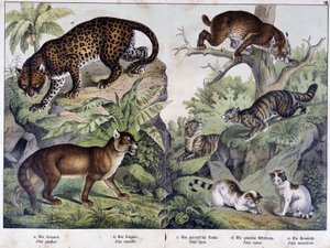 Los gatos: Leopardo, puma, lince (arriba a la izquierda), gato montés (derecha, medio), gato doméstico - en “Historias naturales de mamíferos”, ed. Schreiber de Unknown artist