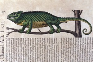 El camaleón de Historiae animalium por Konrad Gesner, Tiguri de Unknown artist
