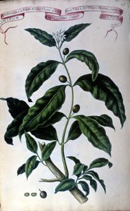 El cafeto. Herbario del siglo XIX de Unknown artist