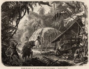 La recolección de mate en las orillas del Paraná, la infusión de esta hoja aromática es la bebida habitual sudamericana, dibujo de Fuchs, para ilustrar el viaje a Paraguay, de 1844 a 1847, por el Dr. Alfred Demersay. Grabado en 