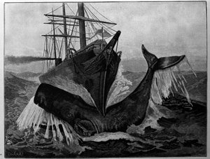 La colisión entre un barco y una ballena dormida de Unknown artist