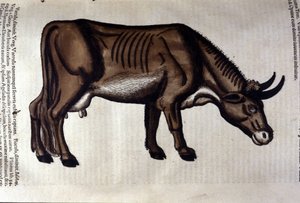 La vaca según Historiae animalium por Konrad Gesner, Tiguri