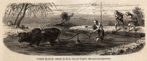 El cultivo del arroz: primera etapa, después de la irrigación del terreno, el suelo de la parcela se revuelve con el arado y se muele bajo los pies de los búfalos y aradores, que mezclan el limo hasta la mitad de la pierna y rompen los terrones recalcitran