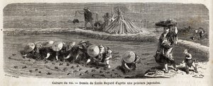 El cultivo del arroz: segunda etapa, las semillas se trasplantan, cuidadosamente trasplantadas en mechones dispuestos en escalonamiento, aquí es donde el arroz debe crecer y madurar antes de la cosecha, en los diques del recinto, se colocan fetos de paja p